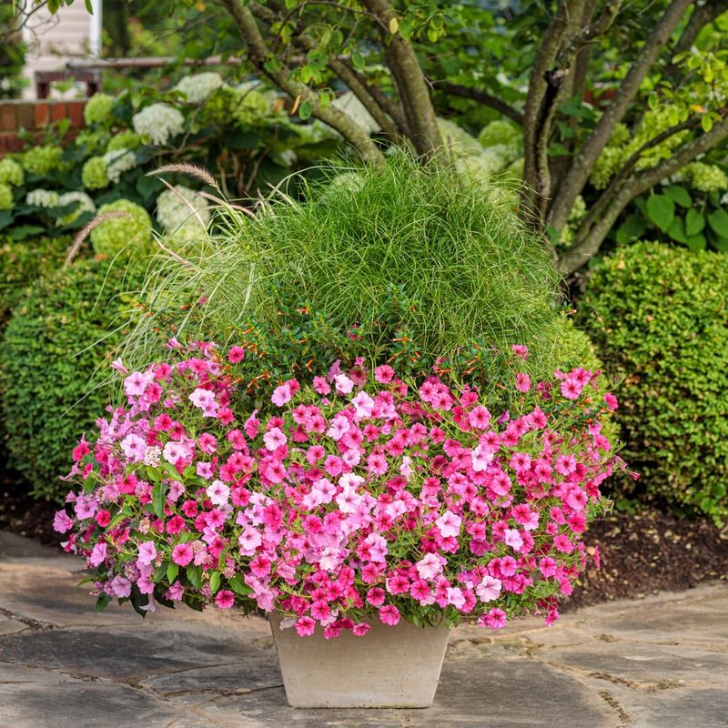 Petunias
