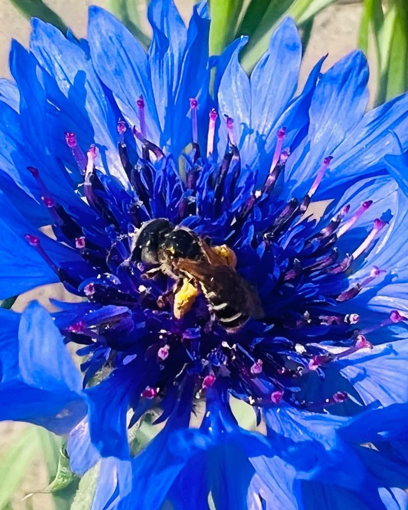 Bachelor's Buttons: The No-Fail Blue Bloomers