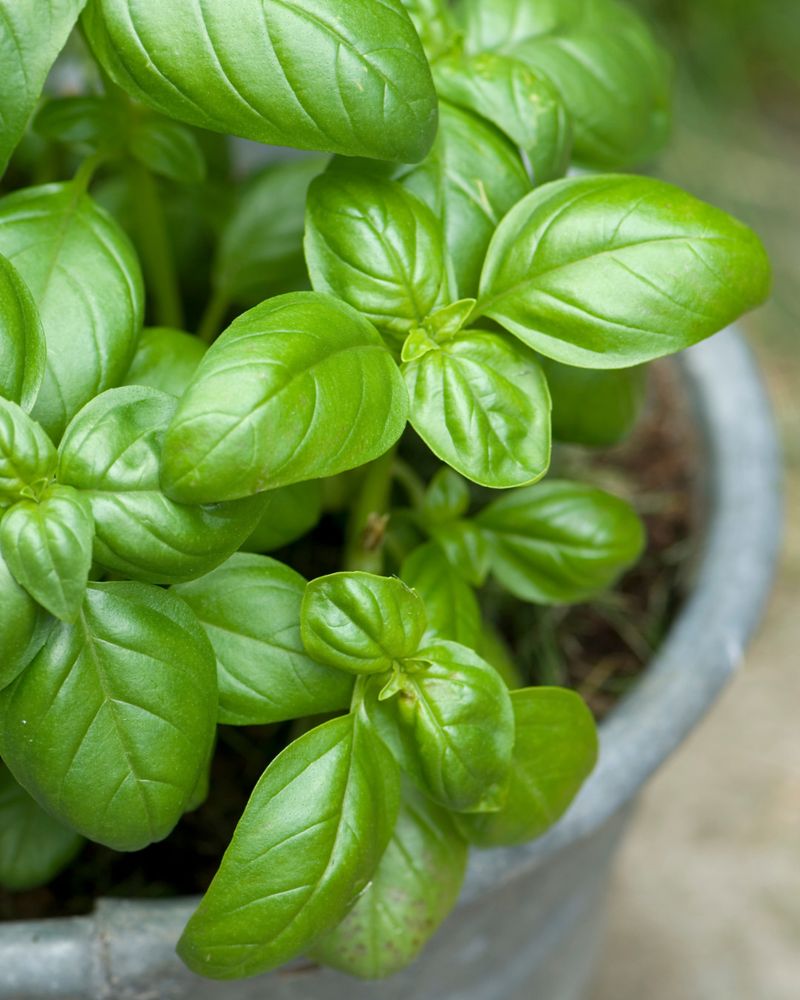 Basil: Aromatic Herb Essential