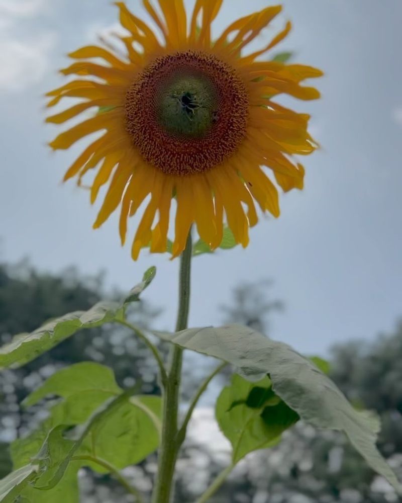 Sunflowers: Tall Guardians