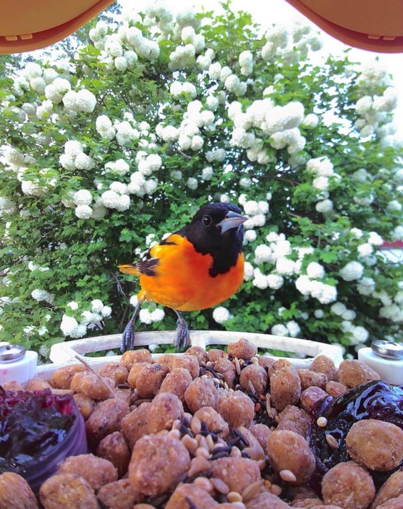 Specialized Oriole Feeders with Perches