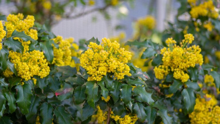 oregon grape