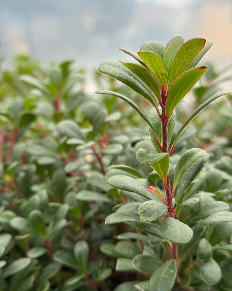 Kinnikinnick (Arctostaphylos uva-ursi)