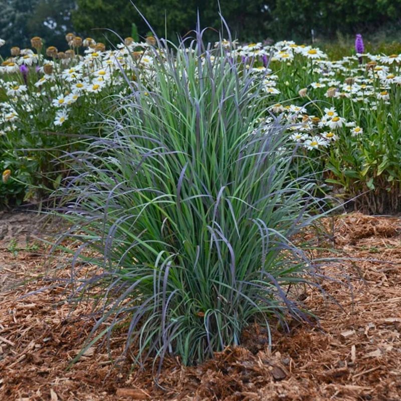 Ornamental Grasses Border