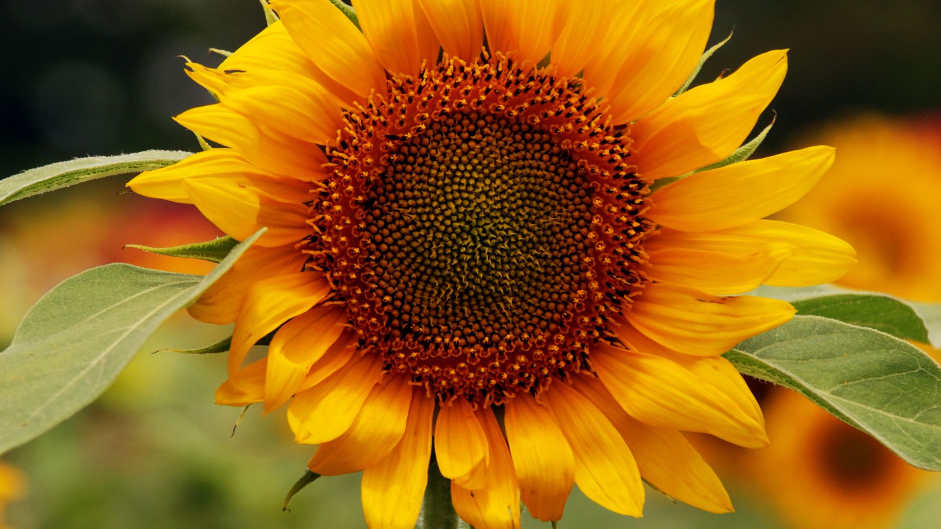 Native Plants That Thrive In New Mexico And Attract Pollinators Instantly