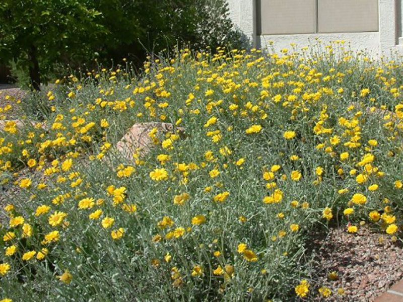 Desert Marigold