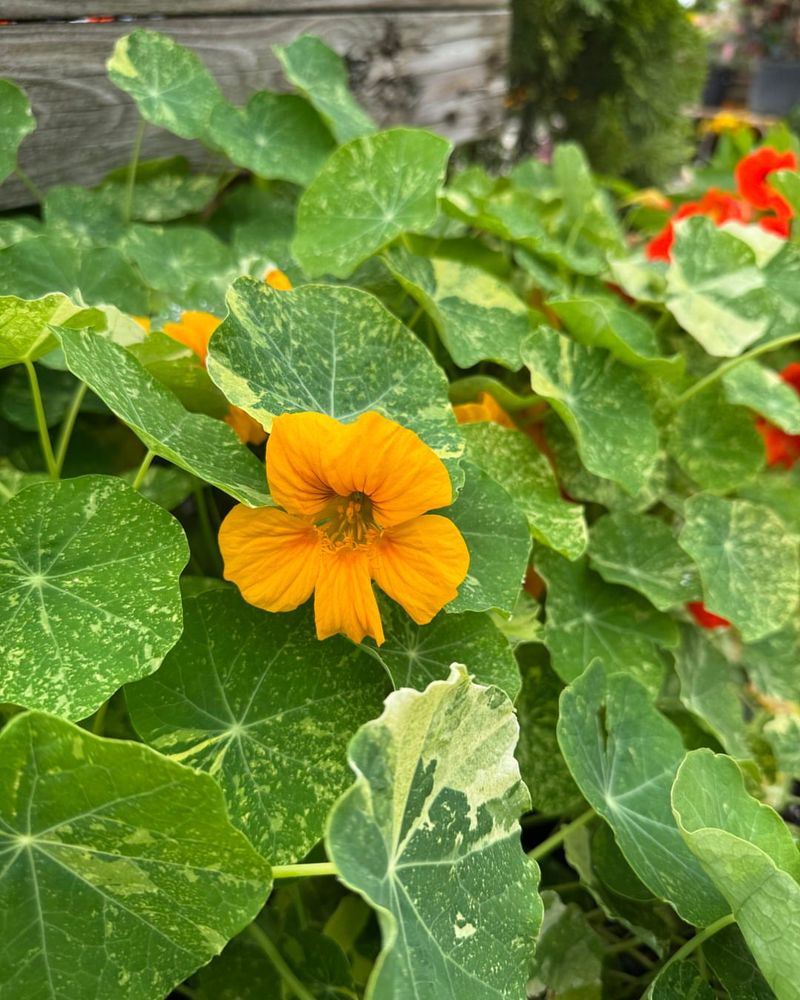 Easy-Going Nasturtiums