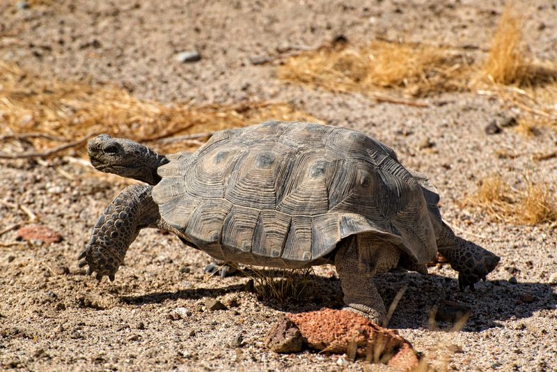 Desert Tortoises