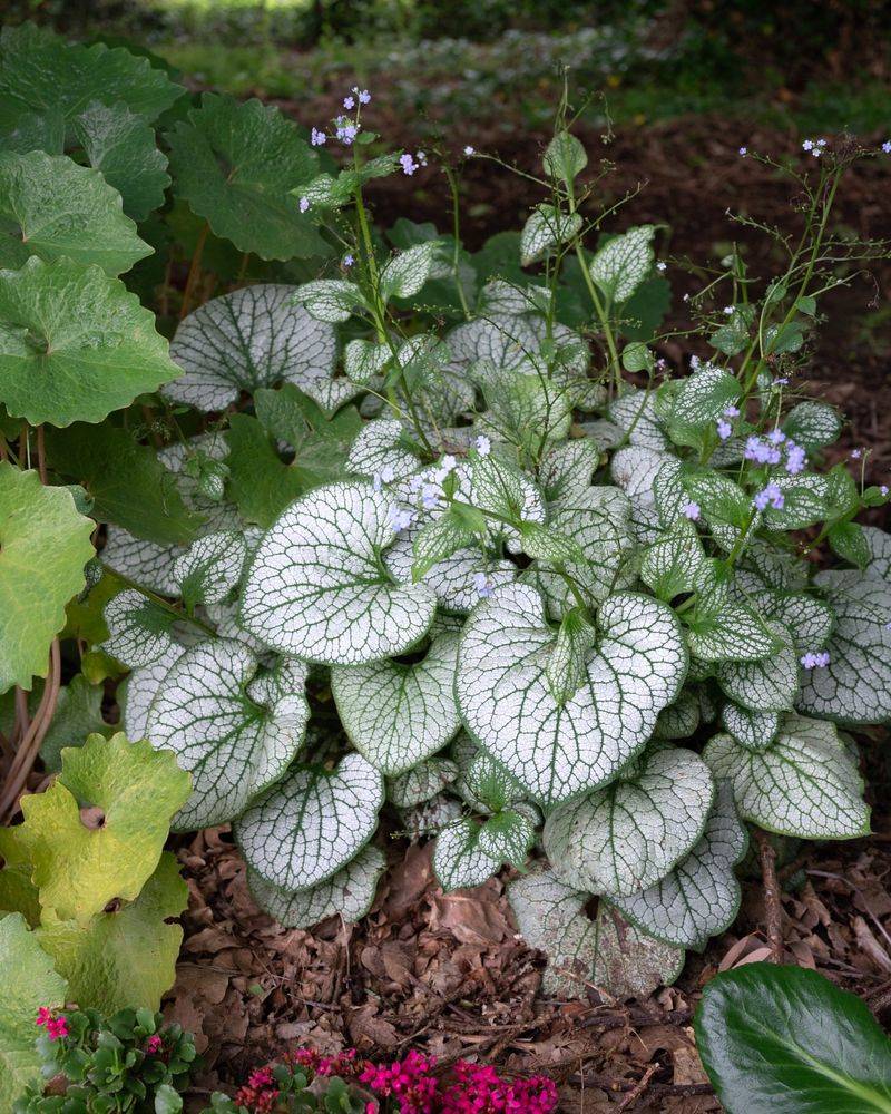 Brunnera For Heart-Shaped Leaves