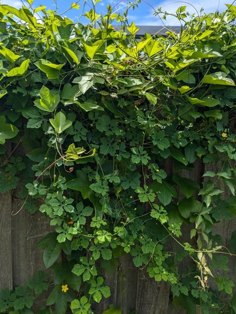 Fence Maintenance