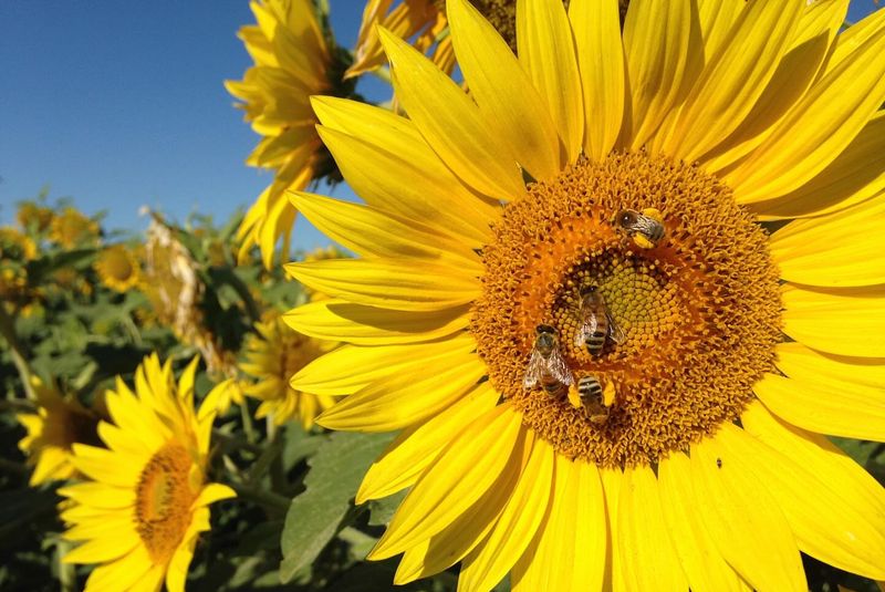 Bee-Friendly Welcome Mat