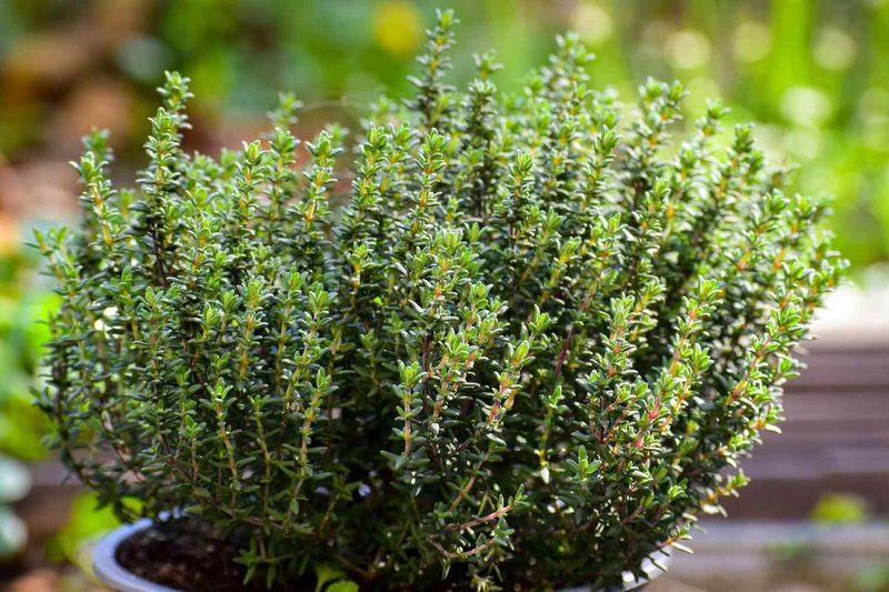 Instant Herb Access For Cooking