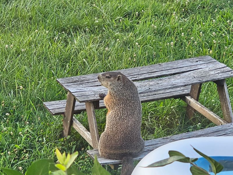 Groundhog Goodbye Strategy