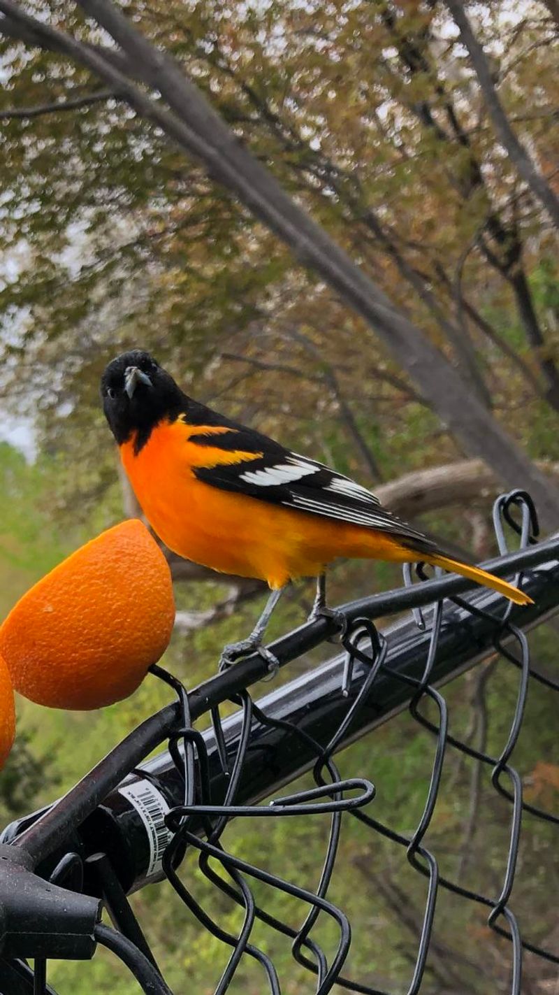 Strategic Perching Spots