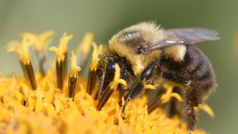 Garden Sprays Create Chemical Resistance