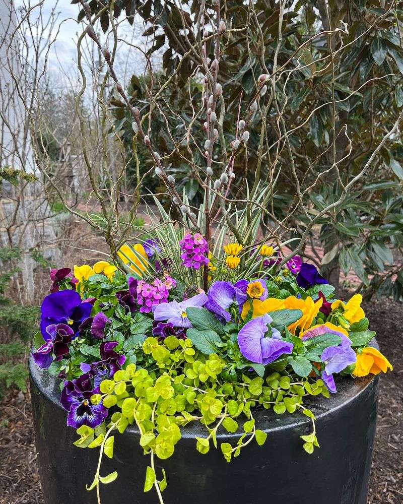 Seasonal Container Gardens