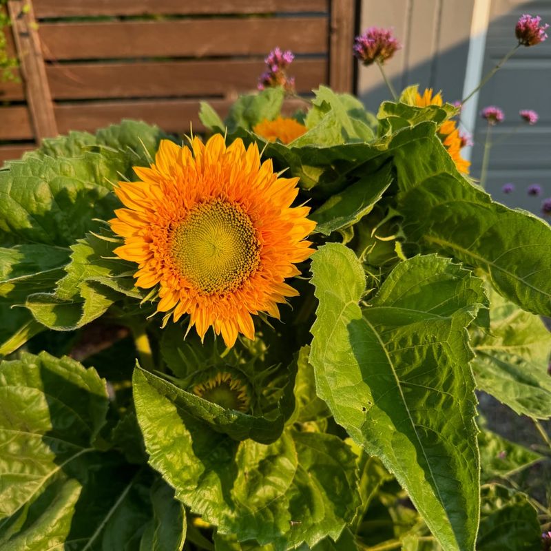 Kid-Friendly Garden Project