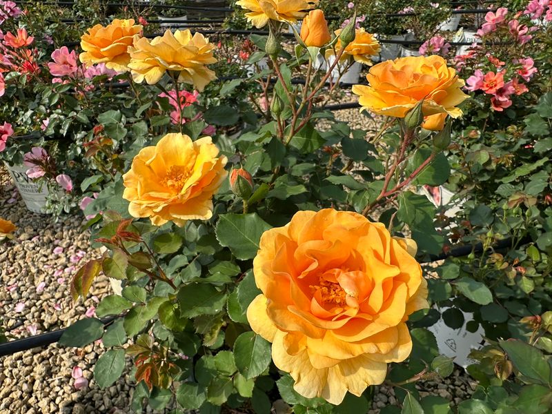 Pollinator Support Reduction