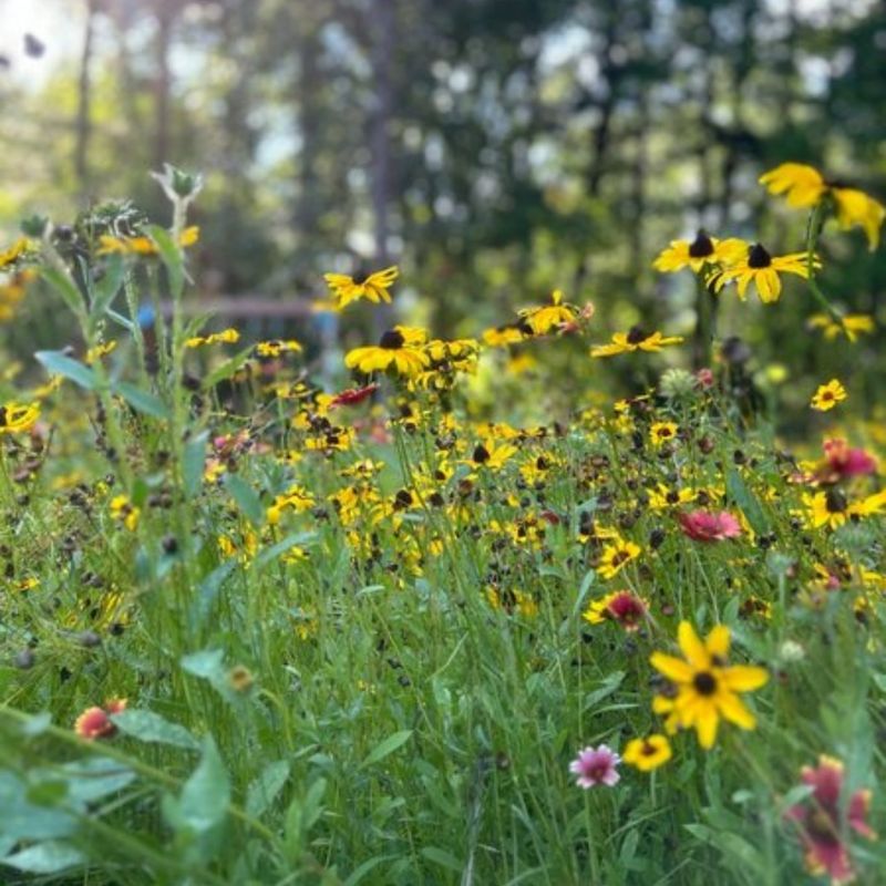 Native Wildflower Meadows