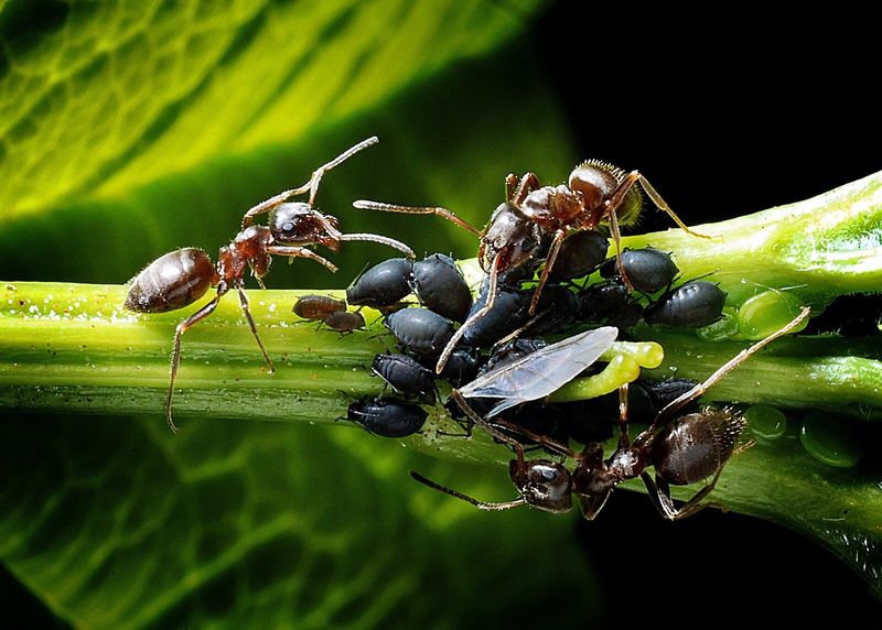 Aphid Farmers With Benefits