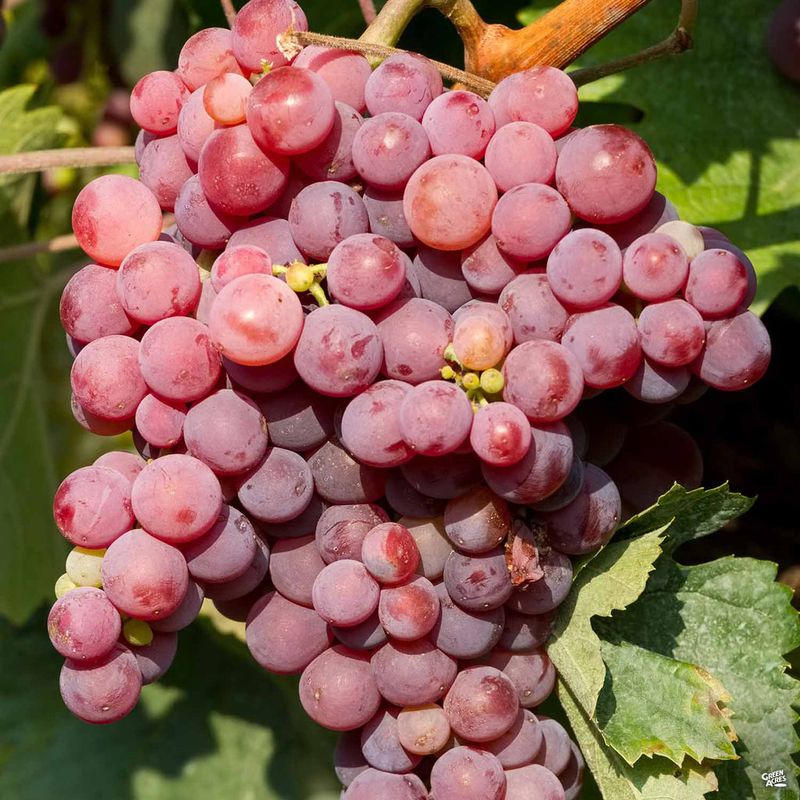 Flame Seedless Grape