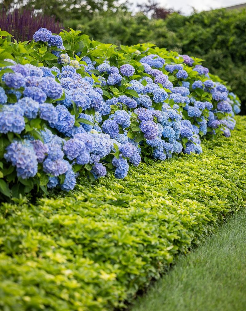 Foundation Planting Benefits