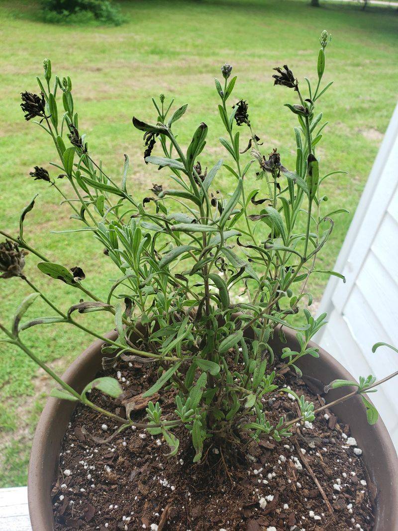 Containers Without Drainage
