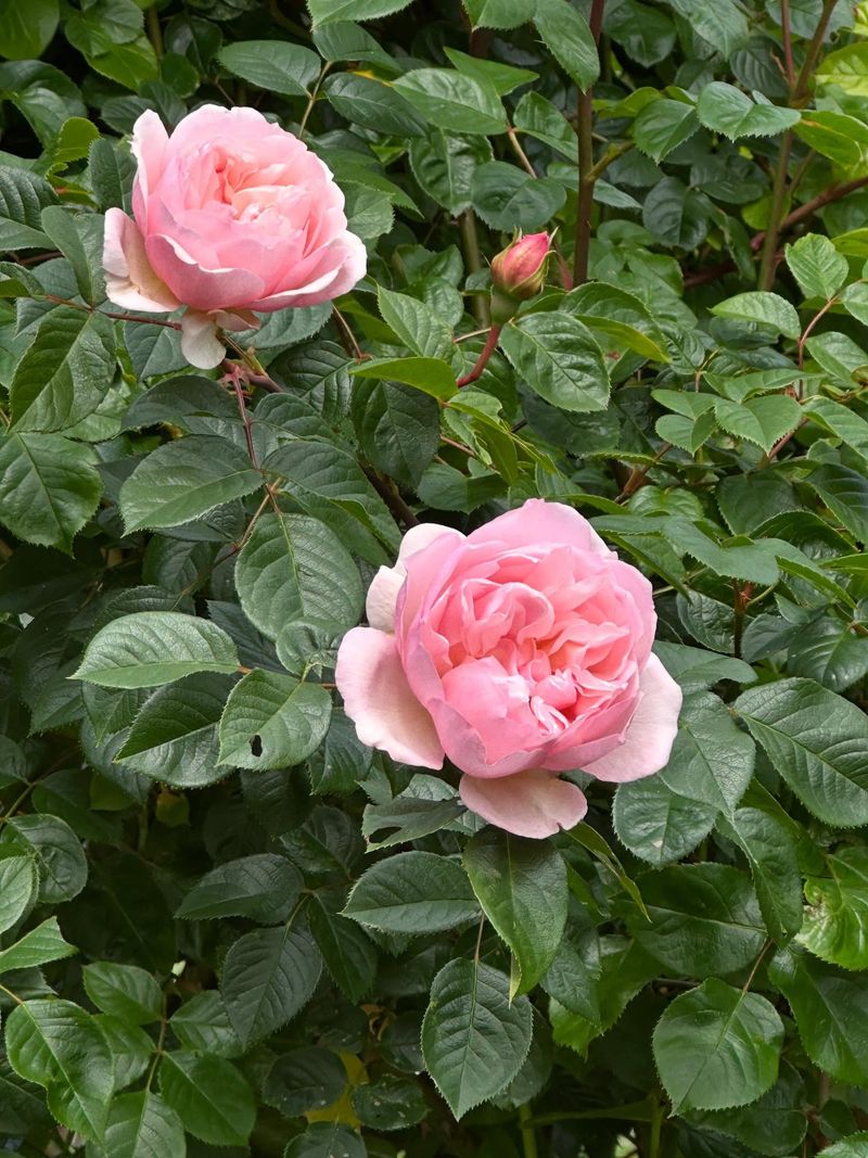 The Generous Gardener