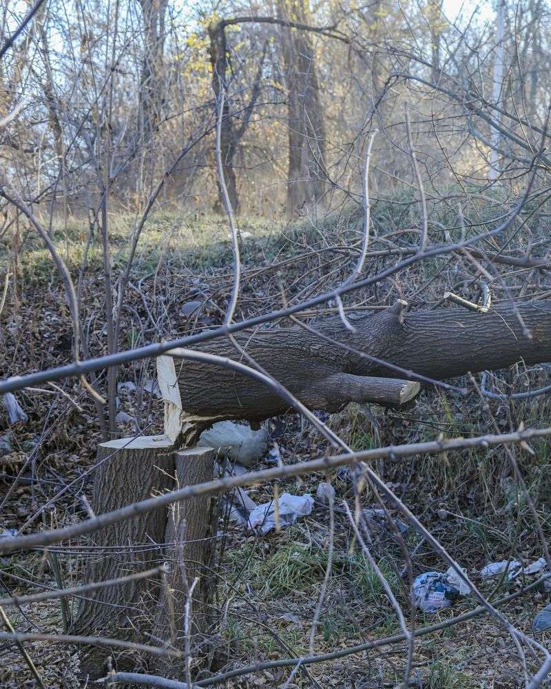 Unauthorized Tree Removal