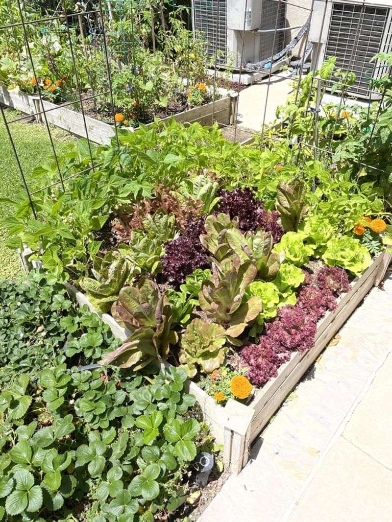 Unrestrained Vegetable Gardens