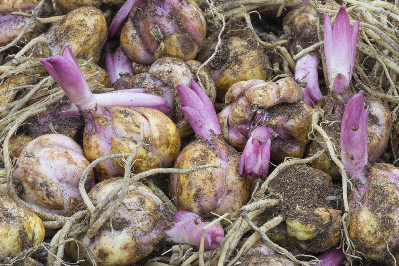 Mishandling Dormant Bulbs