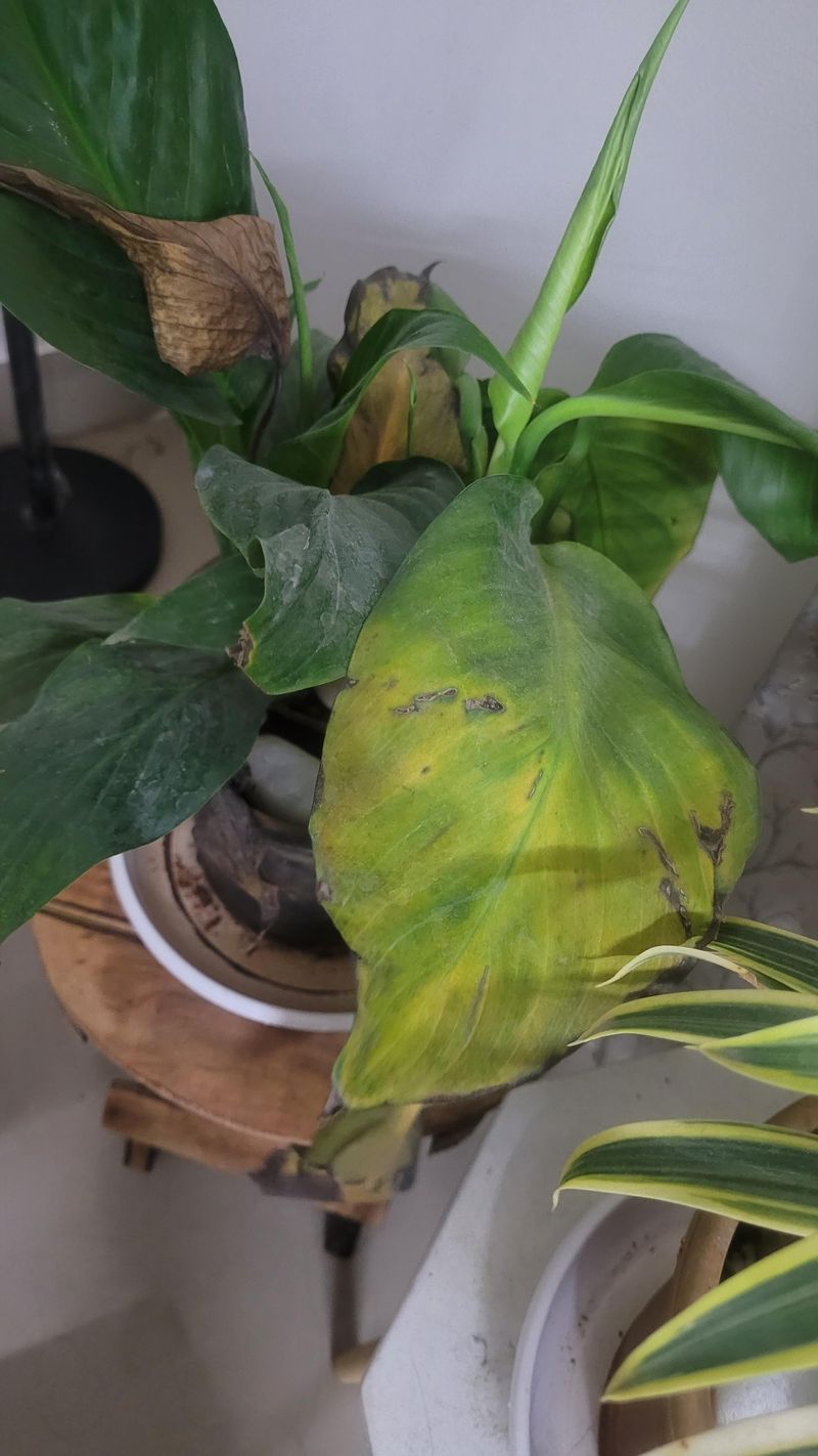 Over-Fertilizing Young Plants