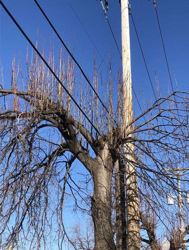 Improper Tree Planting Near Power Lines