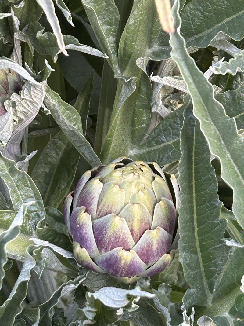 Forgetting To Fertilize