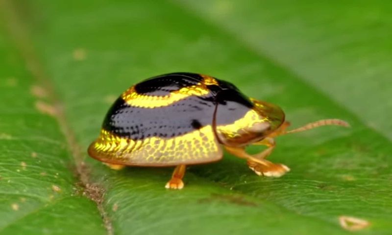 Tortoise Beetles: The Gold-Plated Nibblers
