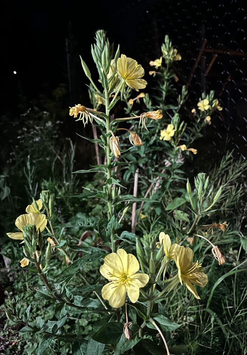 Moonlit Evening Primrose
