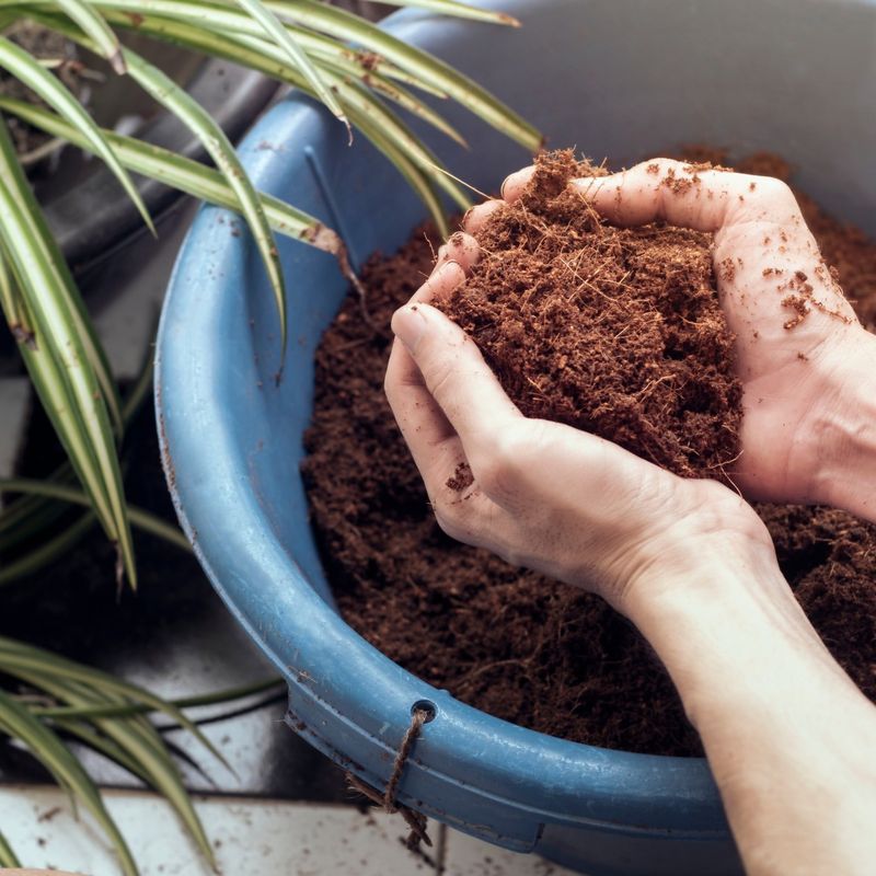 Coconut Coir