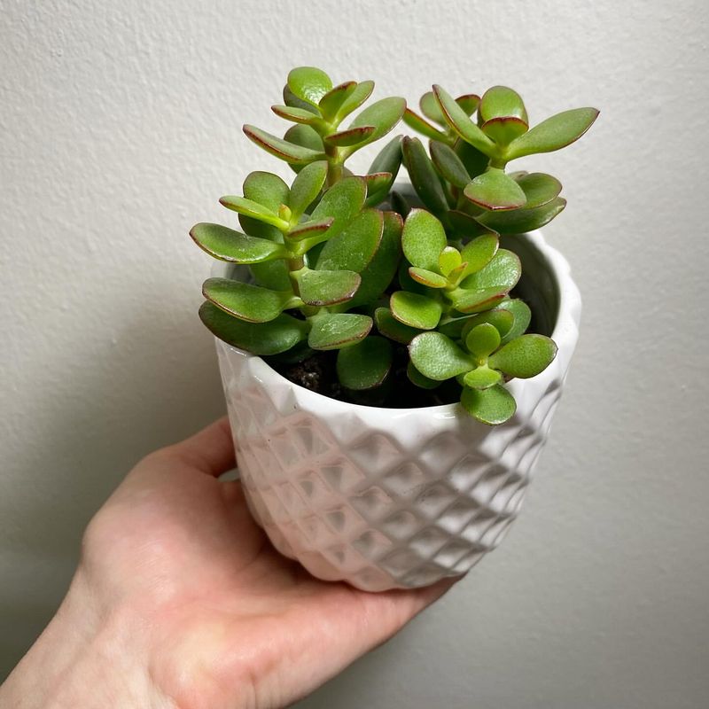 Jade Plant
