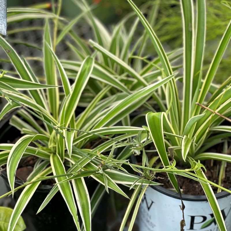 Spider Plant