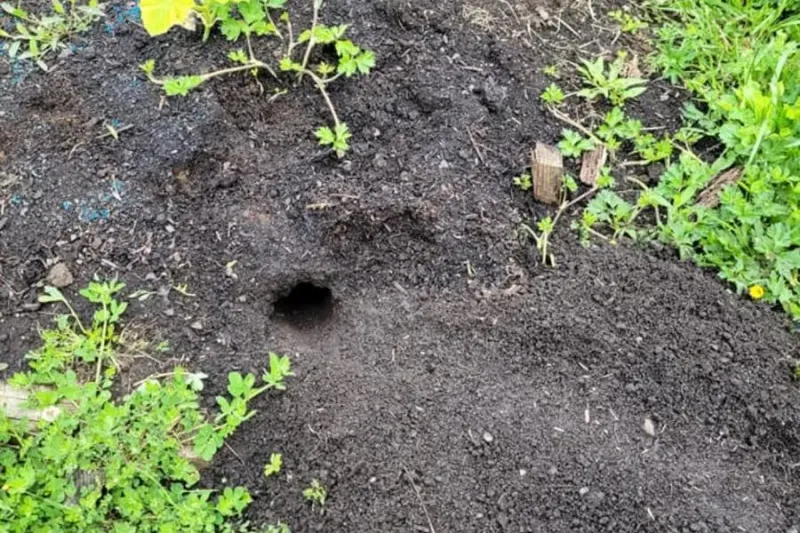 Fresh Soil Mounds