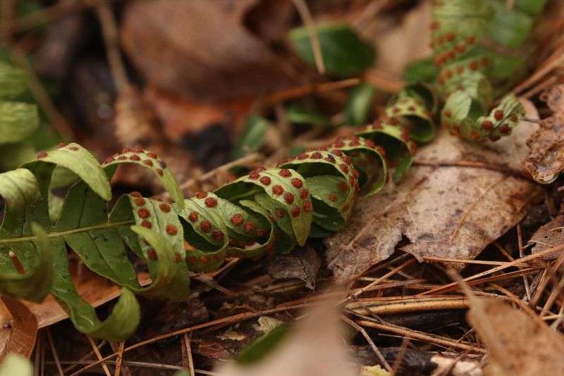 Rock Polypody