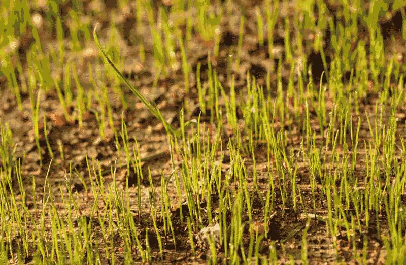 Boosts Grass Seed Germination