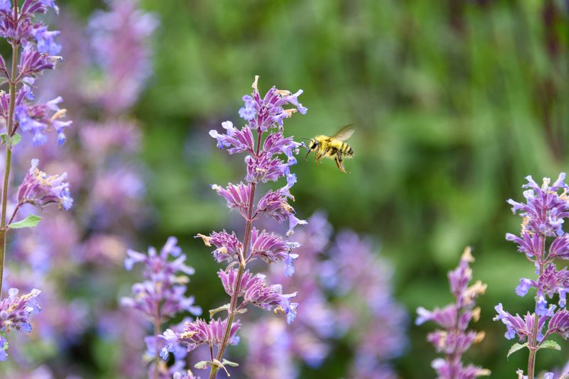 Catmint (Nepeta)