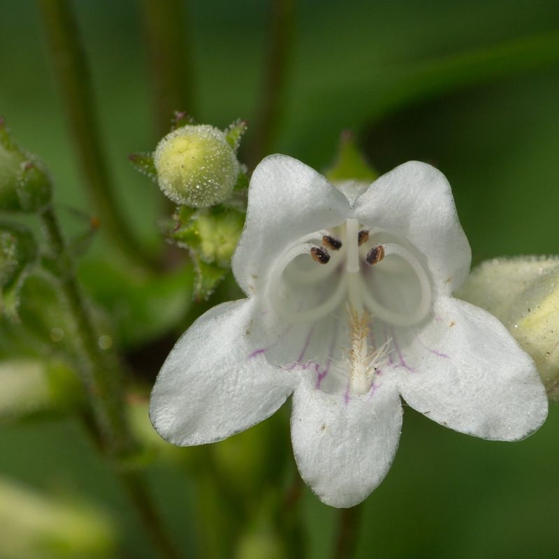 Penstemon (Penstemon digitalis)