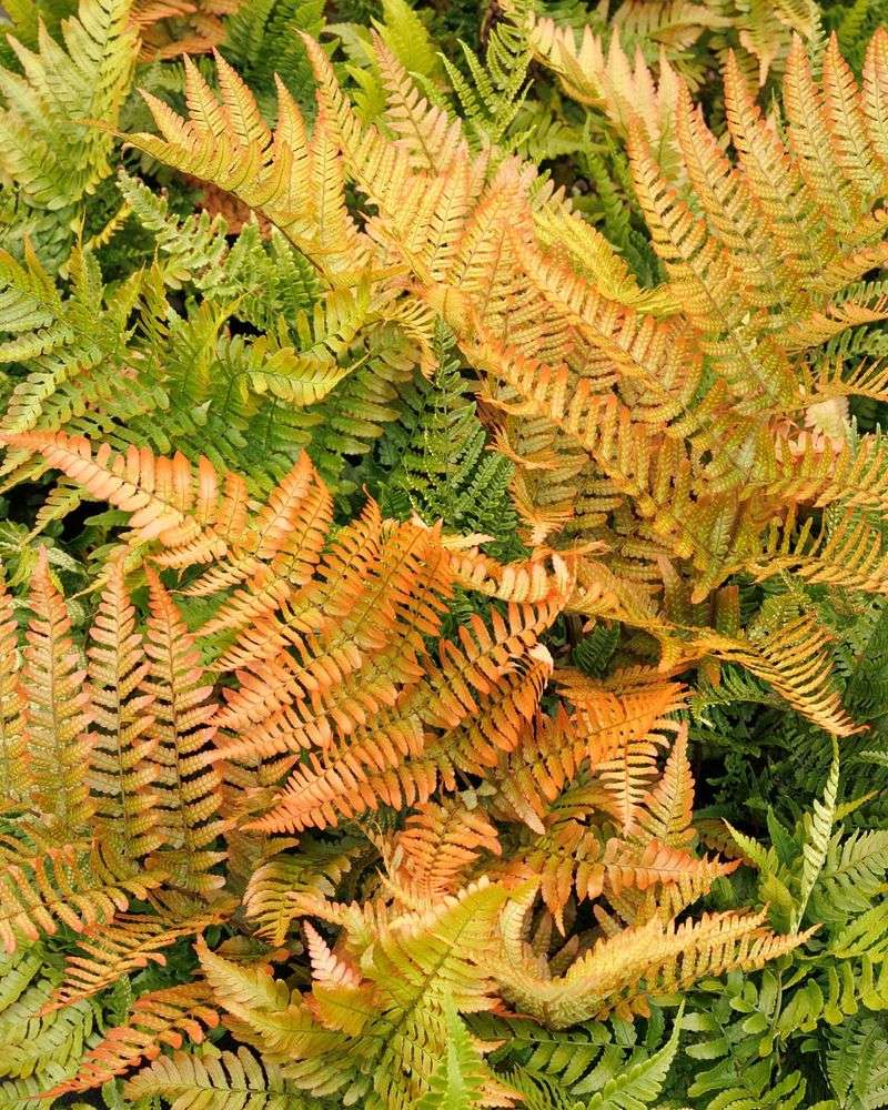 Autumn Fern