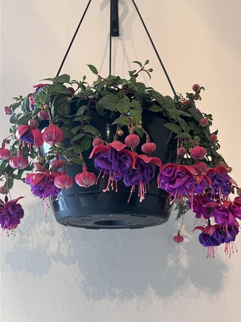 Fuchsia