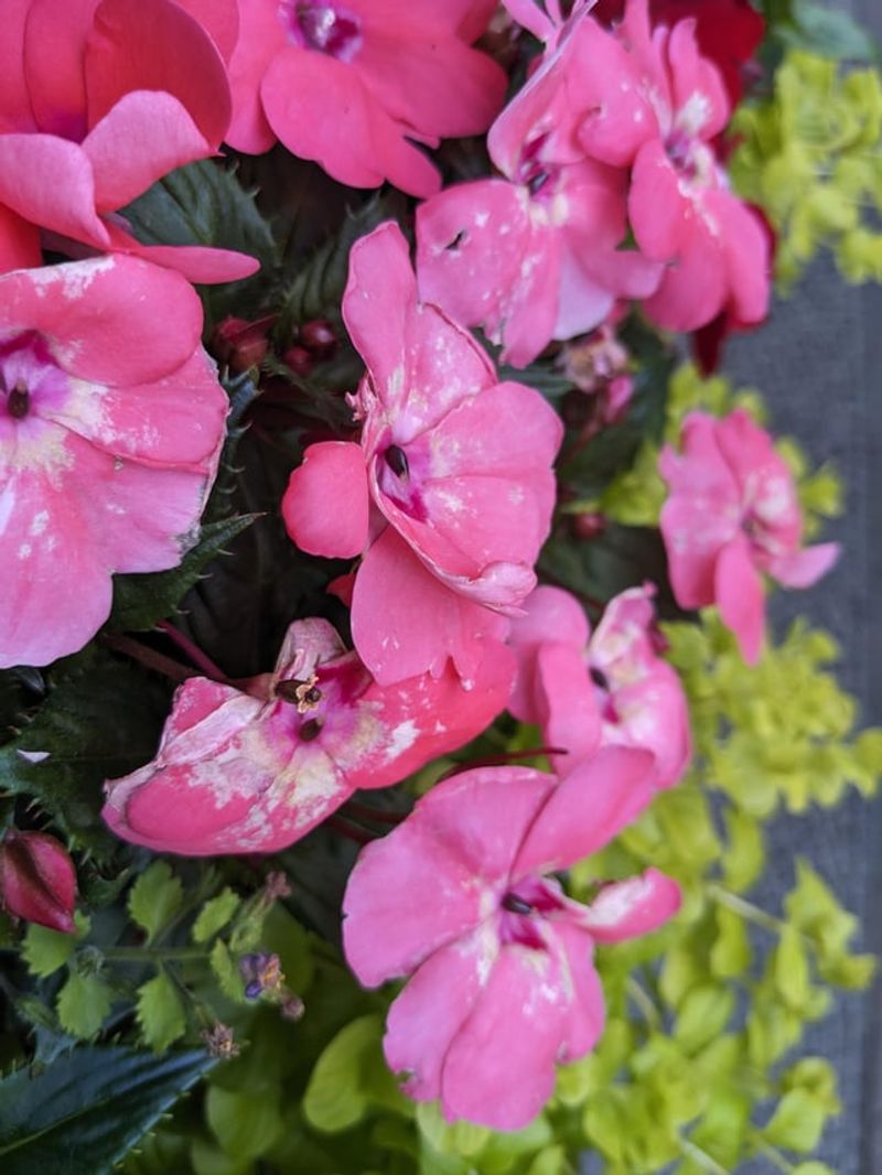 Impatiens