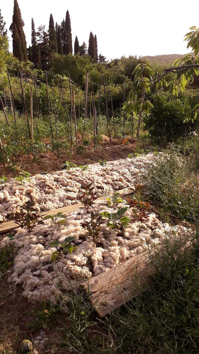 Buried Wool for Slow-Release Fertilizer