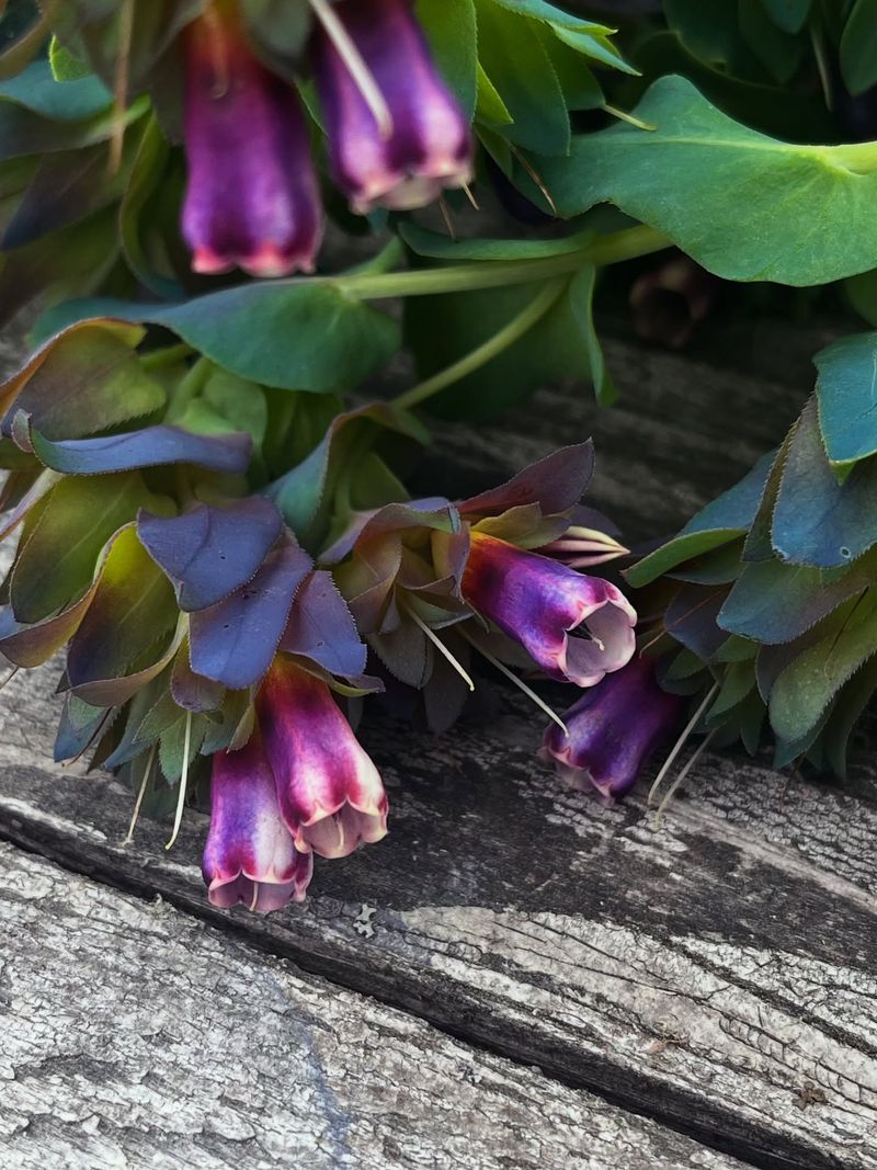 Cerinthe