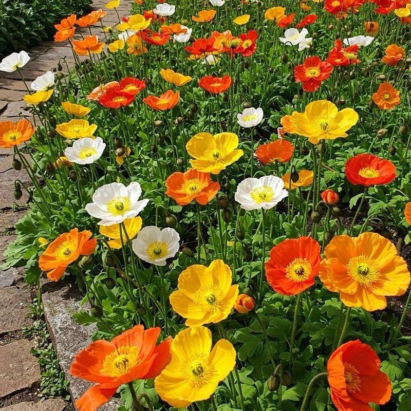 Poppies